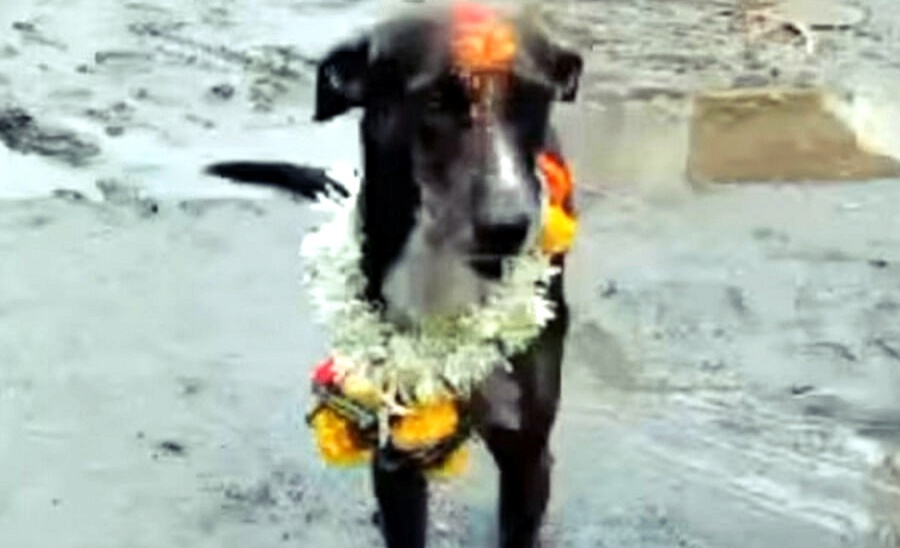 Жители деревни с радостью встретили вернувшуюся, пропавшую собаку