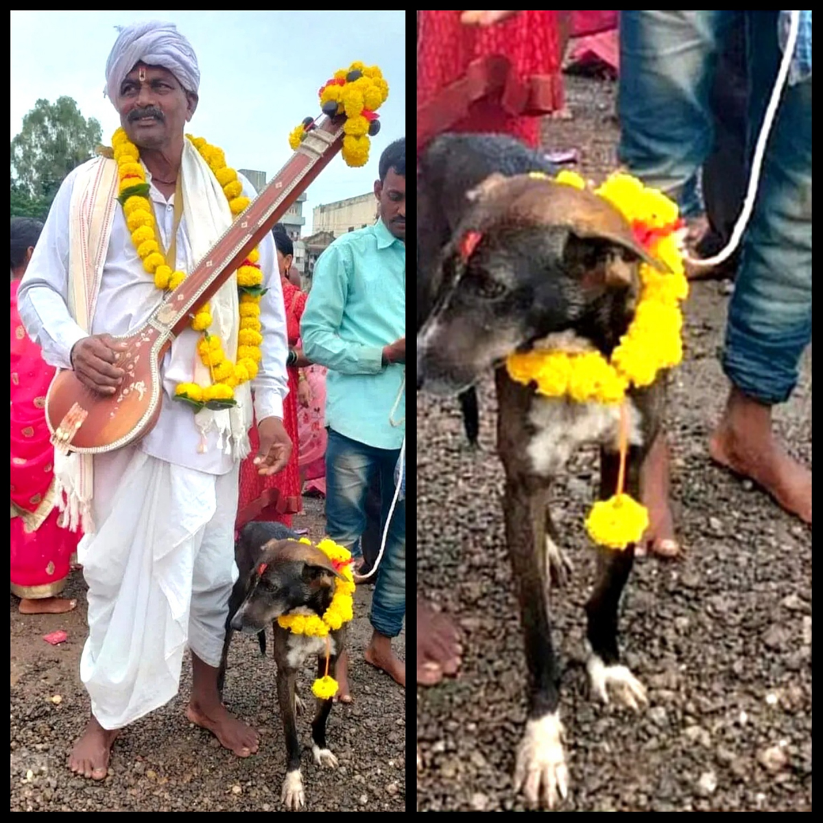 Ликующая толпа несла на руках черного пса, украшенного цветами,