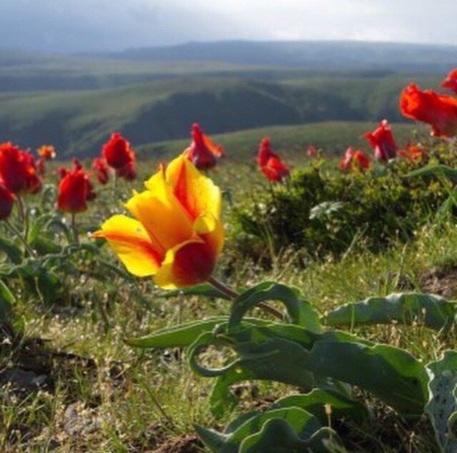 Дети цветы жизни