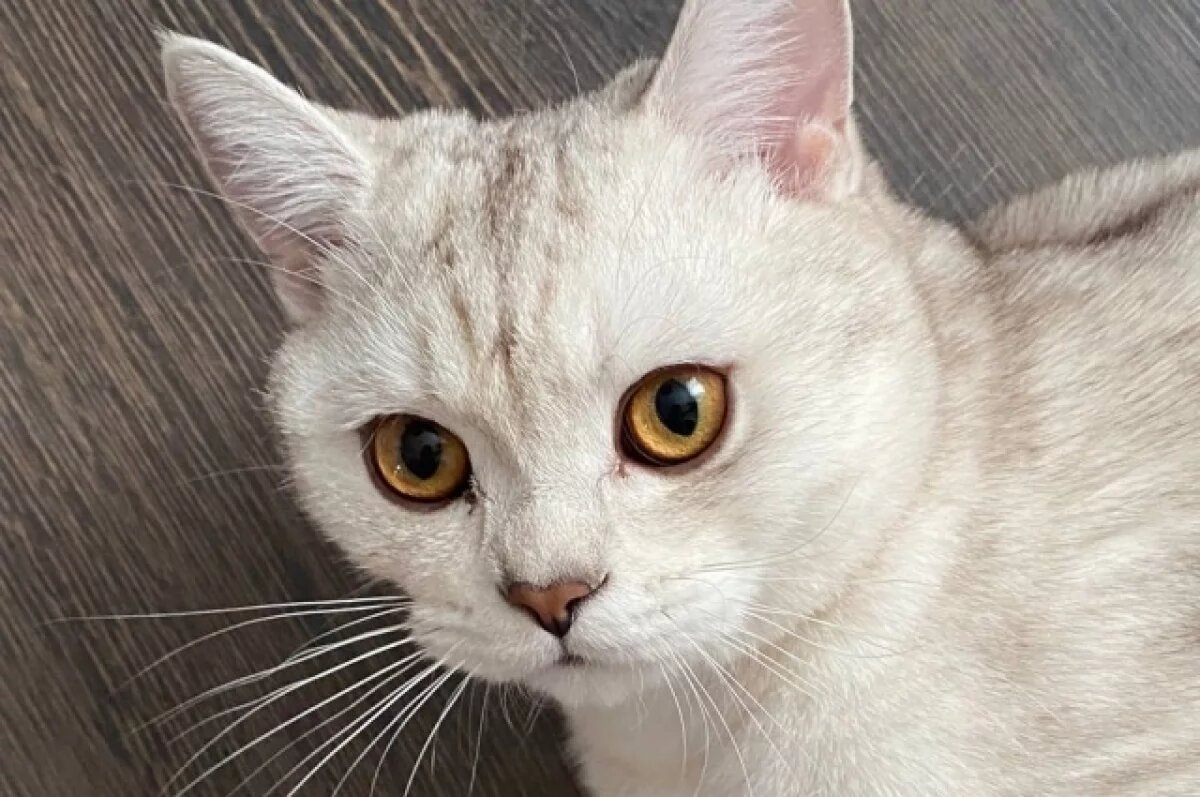    Психолог объяснила, зачем новосибирцы делают чучела умерших питомцев