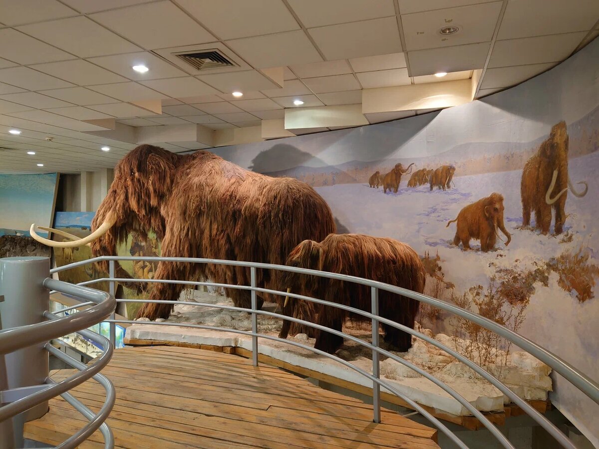 Реконструкция мамонтов в "Музее мамонтов" Северо-Восточного Федерального университета.