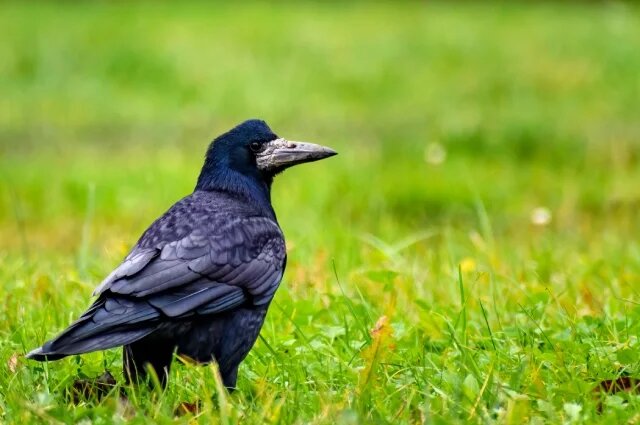    Грачи всеядны и выполняют важную роль в экосистеме, уничтожая вредителей полей.