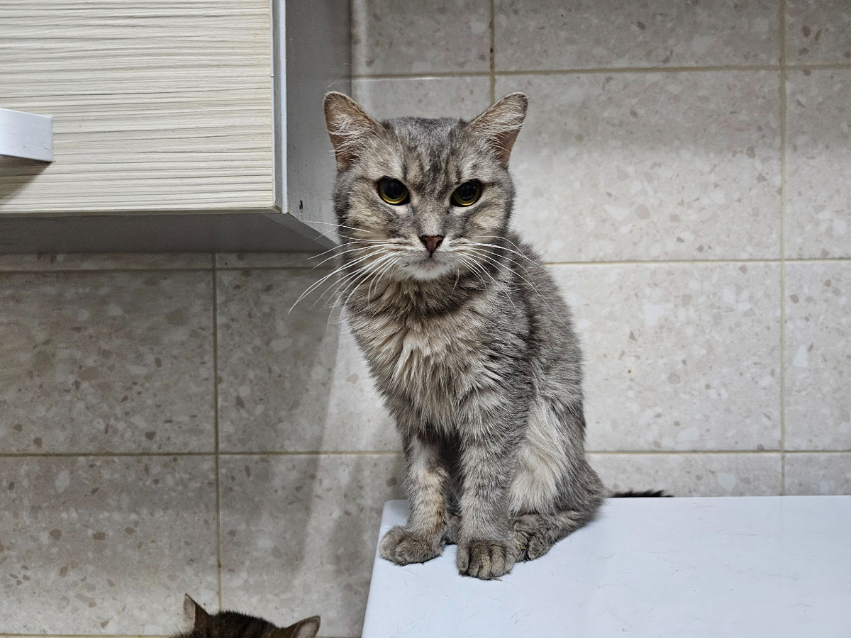 Фото автора. Серая