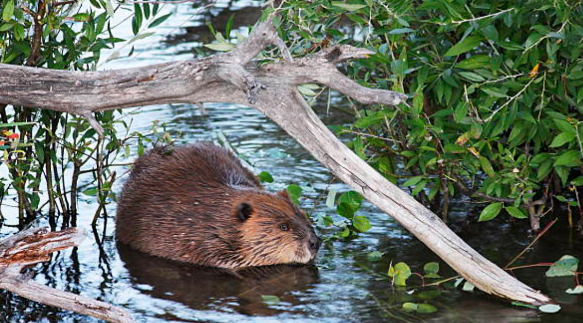 Бобры в воде