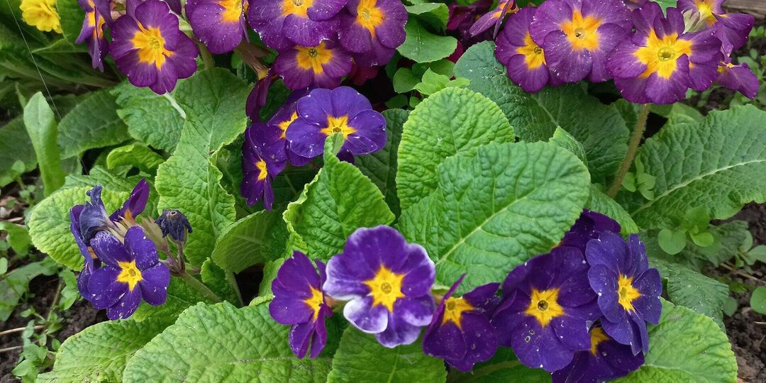 Первоцвет, или Примула.