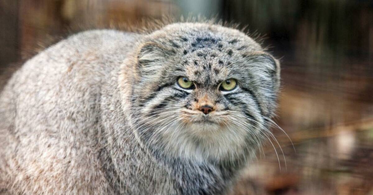 Очень уж грозный кот! Источник: travelask.ru. 