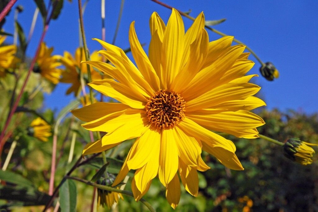 Топинамбур (земляная груша) Фото  с сайта https://www.botanichka.ru/