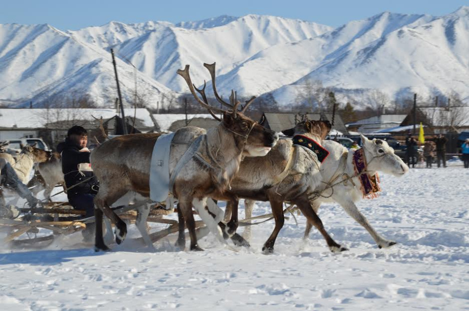 Олени возле Арки. Фото для правительства Хабаровского края