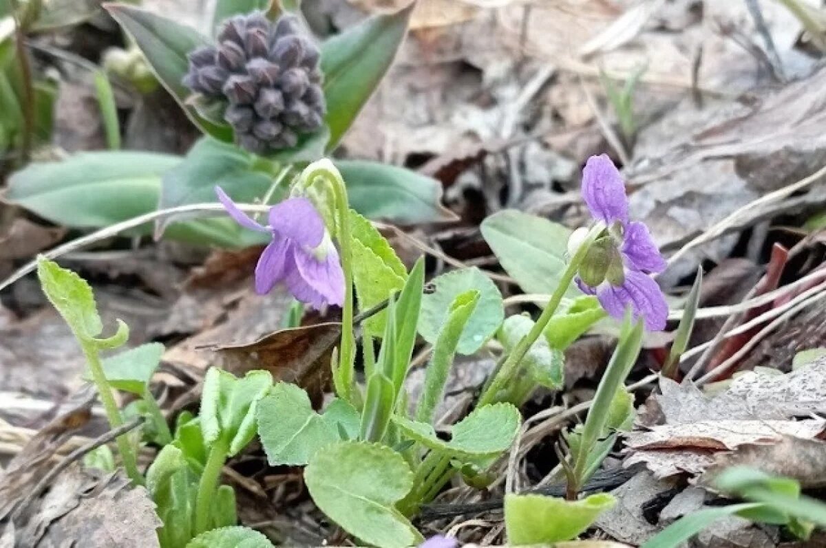    Агрономы назвали тюменцам способ заставить фиалки цвести