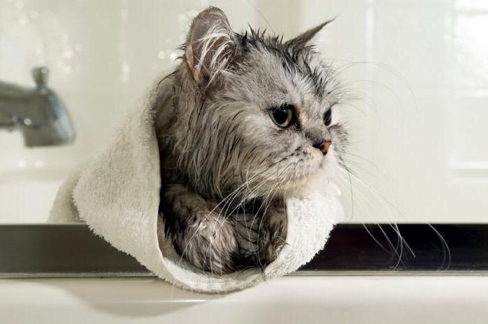 Первое: помыть кота. Второе: Выжи................................ывмвсмиываи