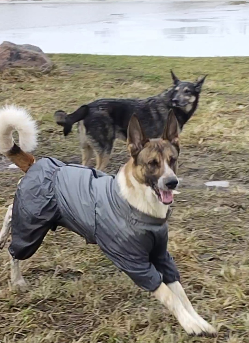 Штормик и Росс 