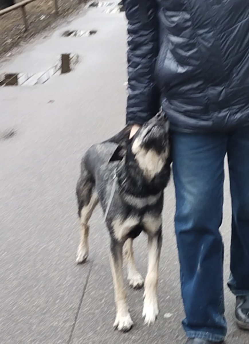 Росс встречает хозяина с работы 