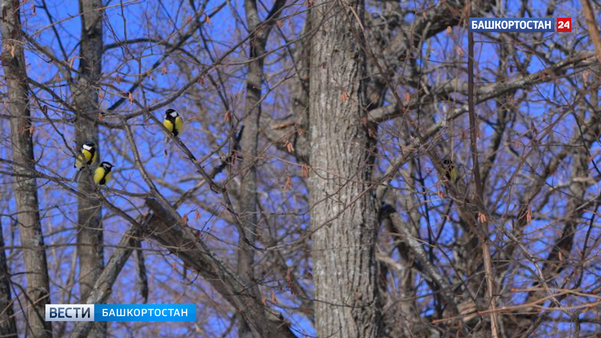    В Уфе 1 февраля вновь был перекрыт абсолютный максимум температуры воздуха