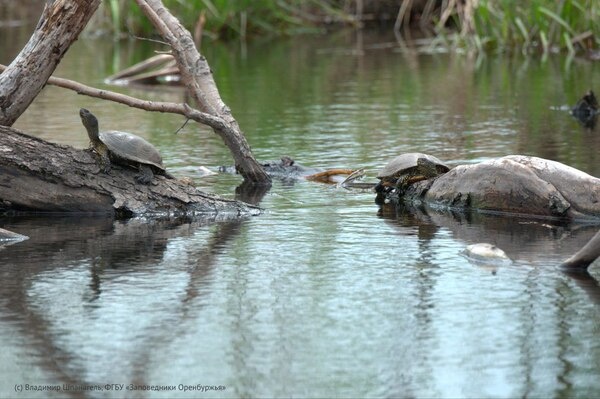    Древний выход родника Кайнар: В Оренбургской области есть болото с черепахами