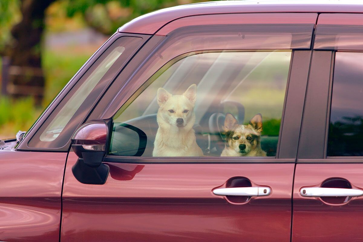    Фото: DPeterson / Shutterstock.com