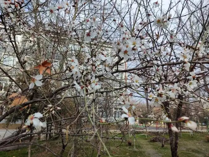 Ташкент цветущий мендаль в феврале.