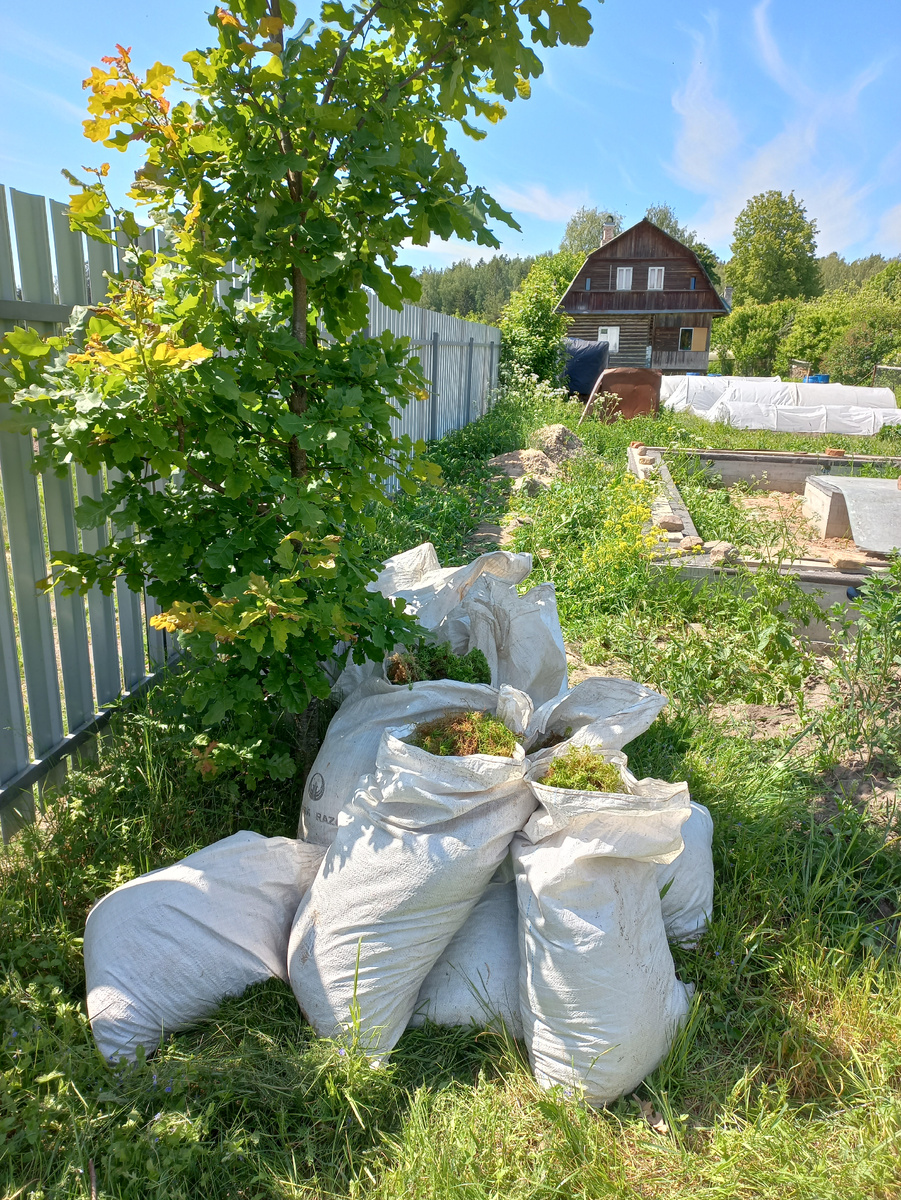 Наш дубок, за который я бьюсь с супругой. И мешки с мхом, собранным в секретном месте...