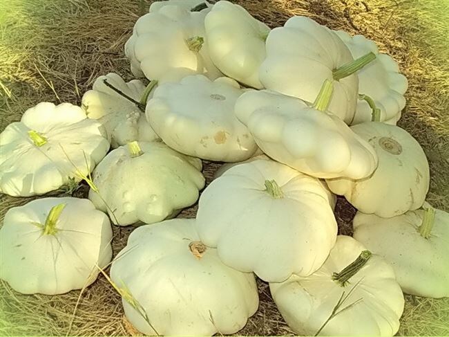 Независимо от цвета плодов этой культуры, при внимательном уходе за растениями, вкус их никого не разочарует