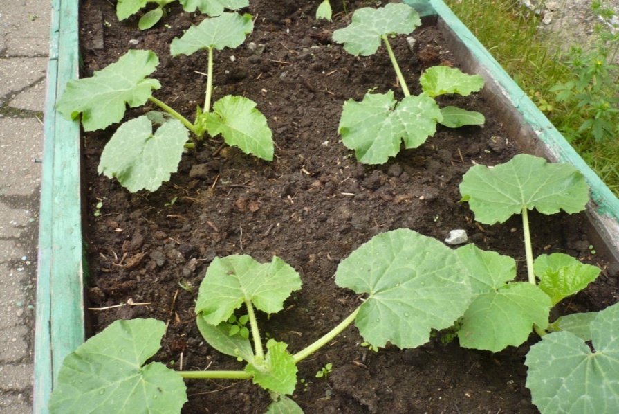 Кусты правильно высаженных патиссонов быстро увеличиваются в размерах