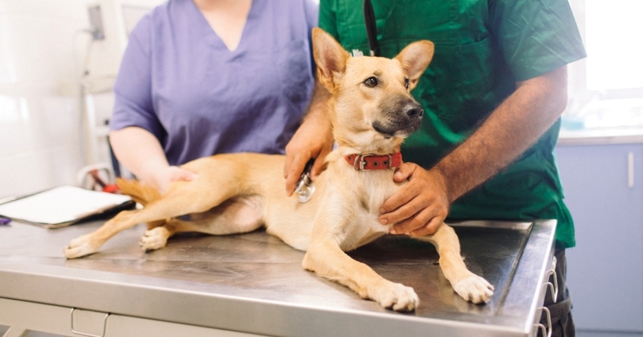 Спокойная собака - здоровая собака