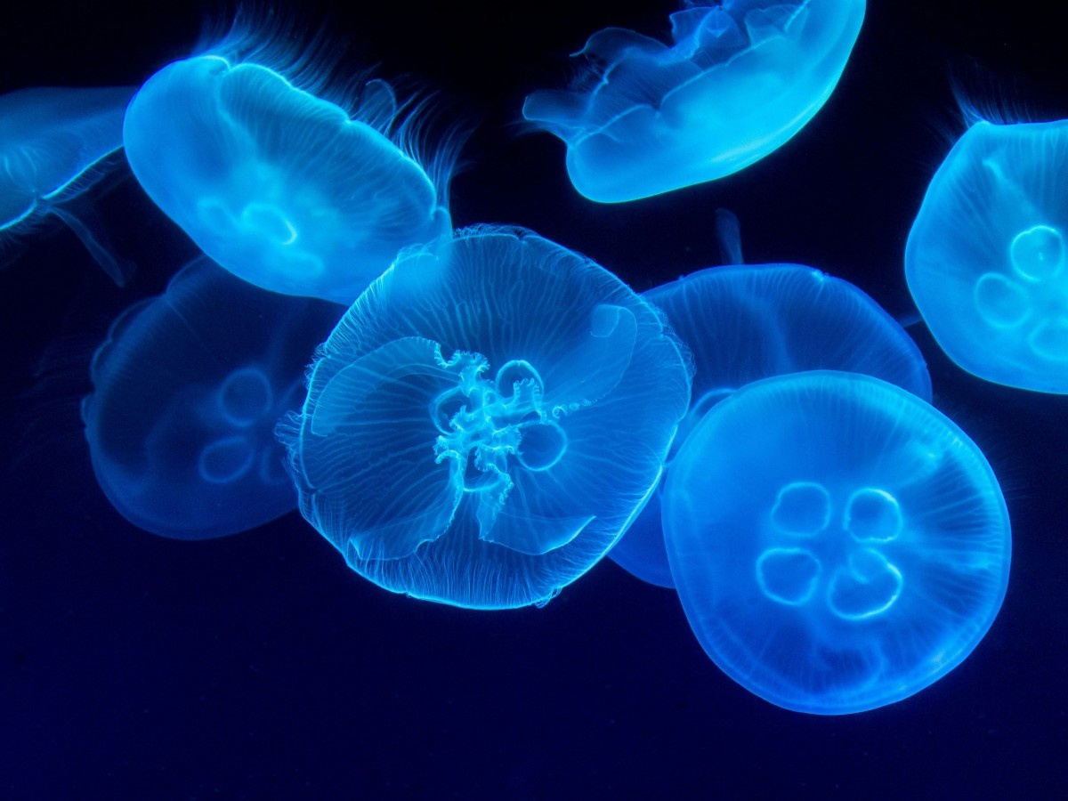    Новые мягкие роботы имитируют движения червей и медуз