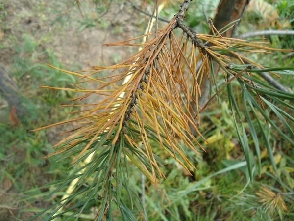 Шютте на хвое. Фото: https://ru.pinterest.com/pin/329536897726036850/