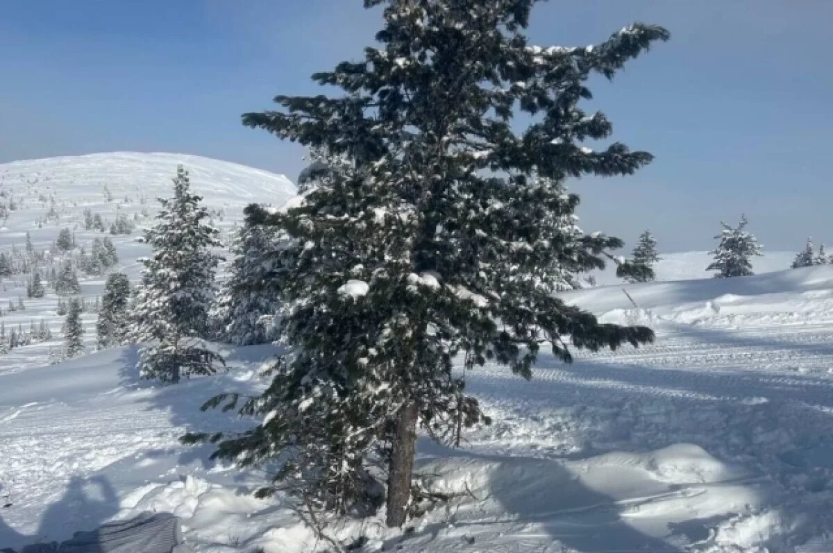    Дерево, с которым, судя по всему, столкнулась школьница.
