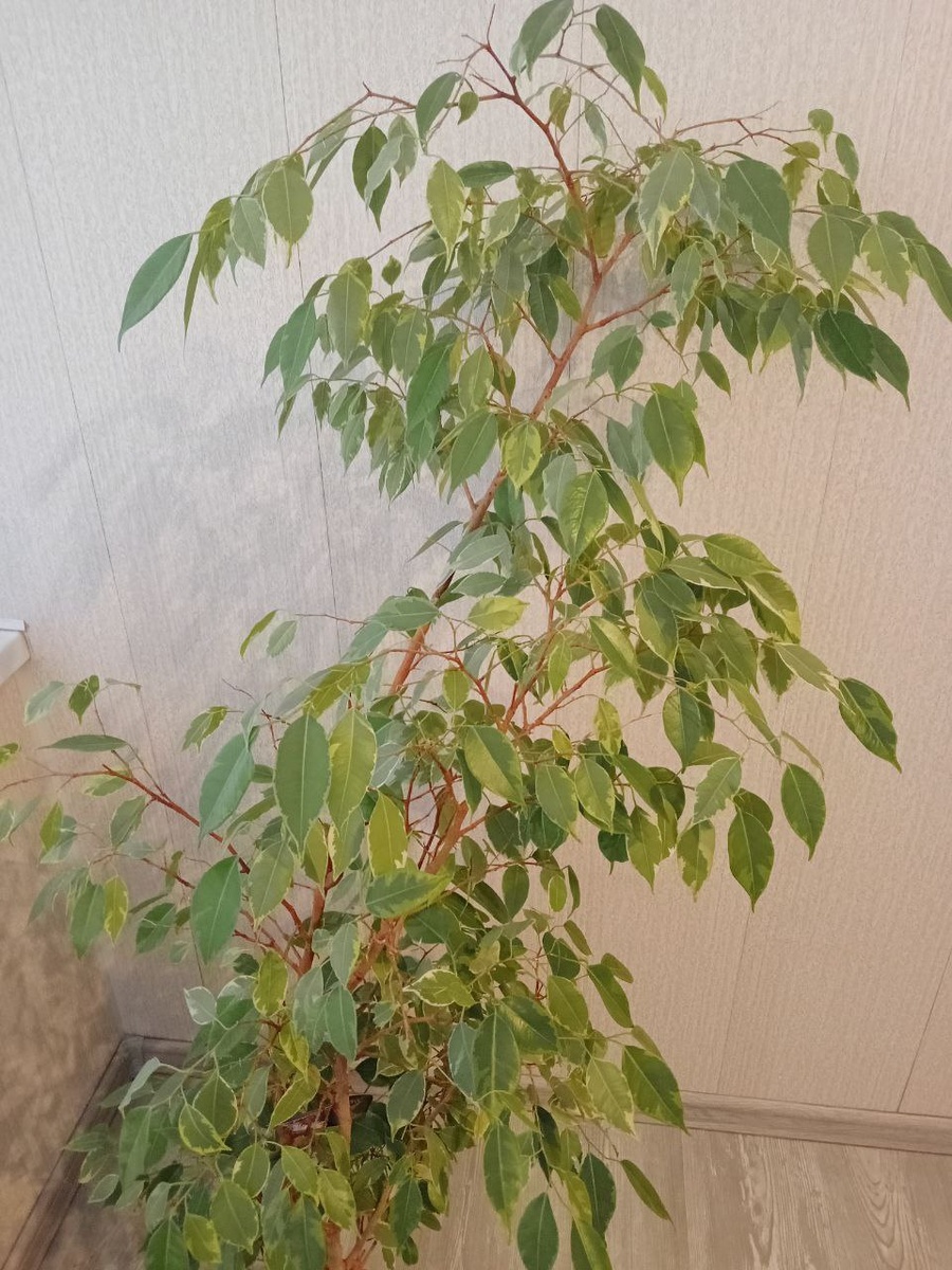 Фикус Бенджамина.