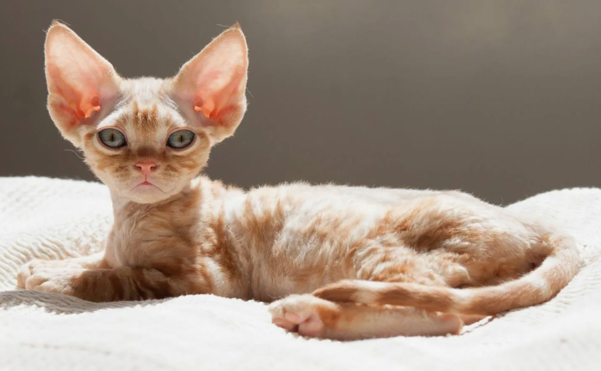 У девон-рексов не только волнистая шерсть, но и вьющиеся усы и брови, что делает их еще более уникальными. Эти завитушки могут быть настолько крошечными и мягкими, что выглядят, как миниатюрные спиральки.