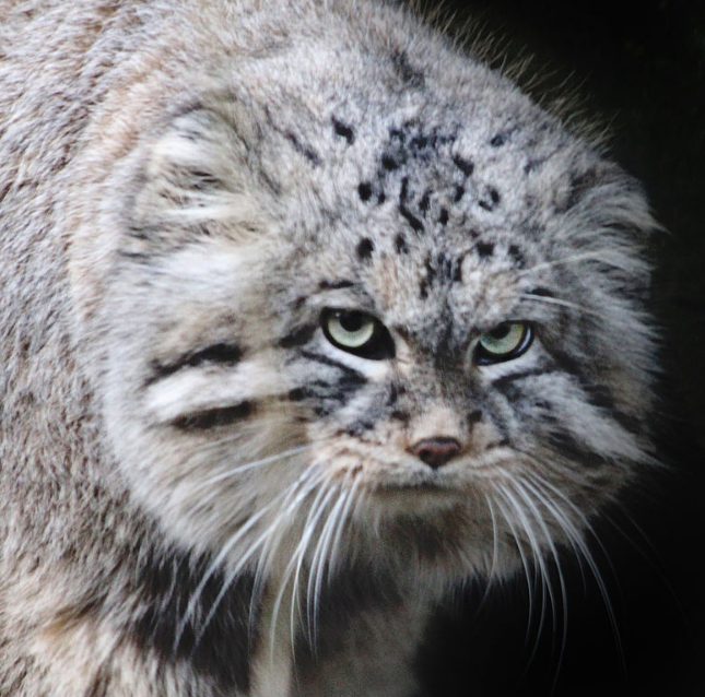 Фото из открытого источника