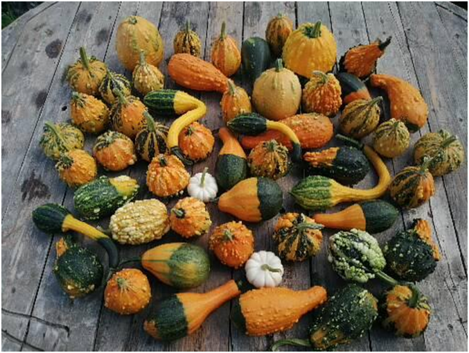 Собираю по мере созревания. Личное фото автора.