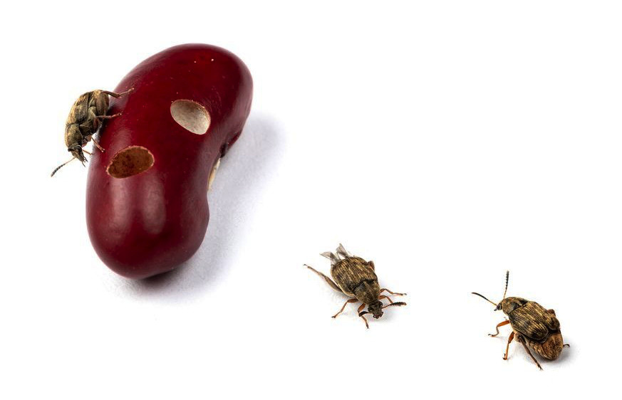    Фасолевая зерновка (Acanthoscelides obtectus)