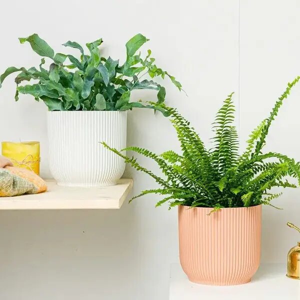   Растения и цветы в ванной. Папоротники от AzaliaNow Катя Невская