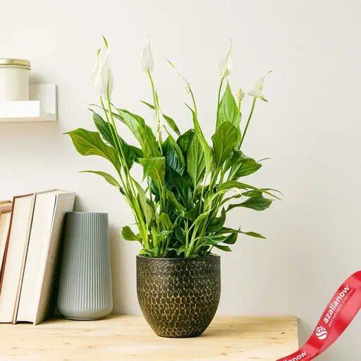 Спатифиллум мирная лилия от AzaliaNow Катя Невская  📷
