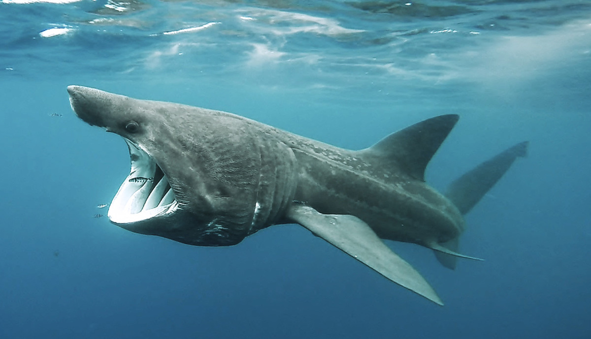 Гигантская акула