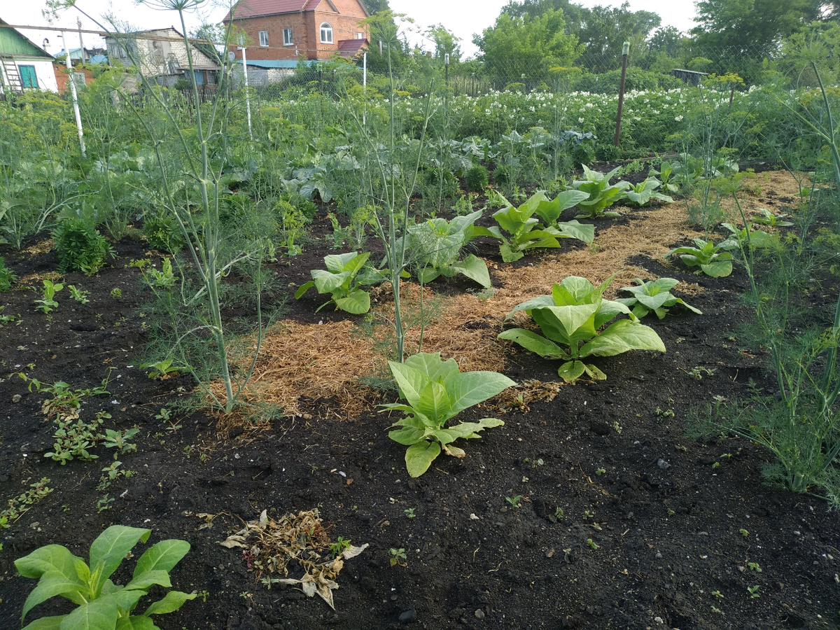 Даже табак выращивала, и успешно