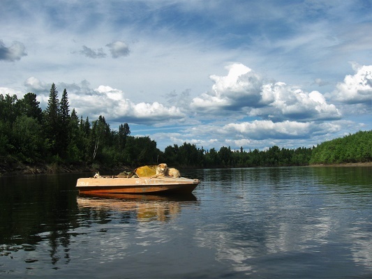 Река Манья. Шлюпка Обянка. Сибирская лайка Дружок привычно путешествует на носу катерка. Фотографии Татьяны Немшановой. Западная Сибирь, Приполярный Урал, Зауралье, Тайга Севера, ХМАО Югра, путешествие по северным рекам Сибири. Крайний Север. Арктическая территория.
