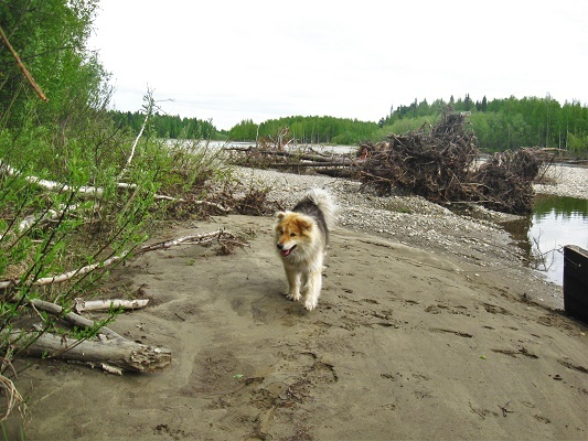 Типичный пейзаж берега горной северной реки Западной Сибири. Завалы из выкорчеванных водами деревьев. Песчано- галечные аллювиальные речные отложения. Перекаты реки Манья. Июнь на Севере Югры.  Распускается листва на деревьях.  Сибирская лайка Дружок.ненецкая оленегонно- охотничья лайка. Фотографии Татьяны Немшановой. Крайний Север, Югра, ХМАО Югра, Зауралье, Приполярный Урал, лес сеаерный таёжный,лето. Арктическая территория.