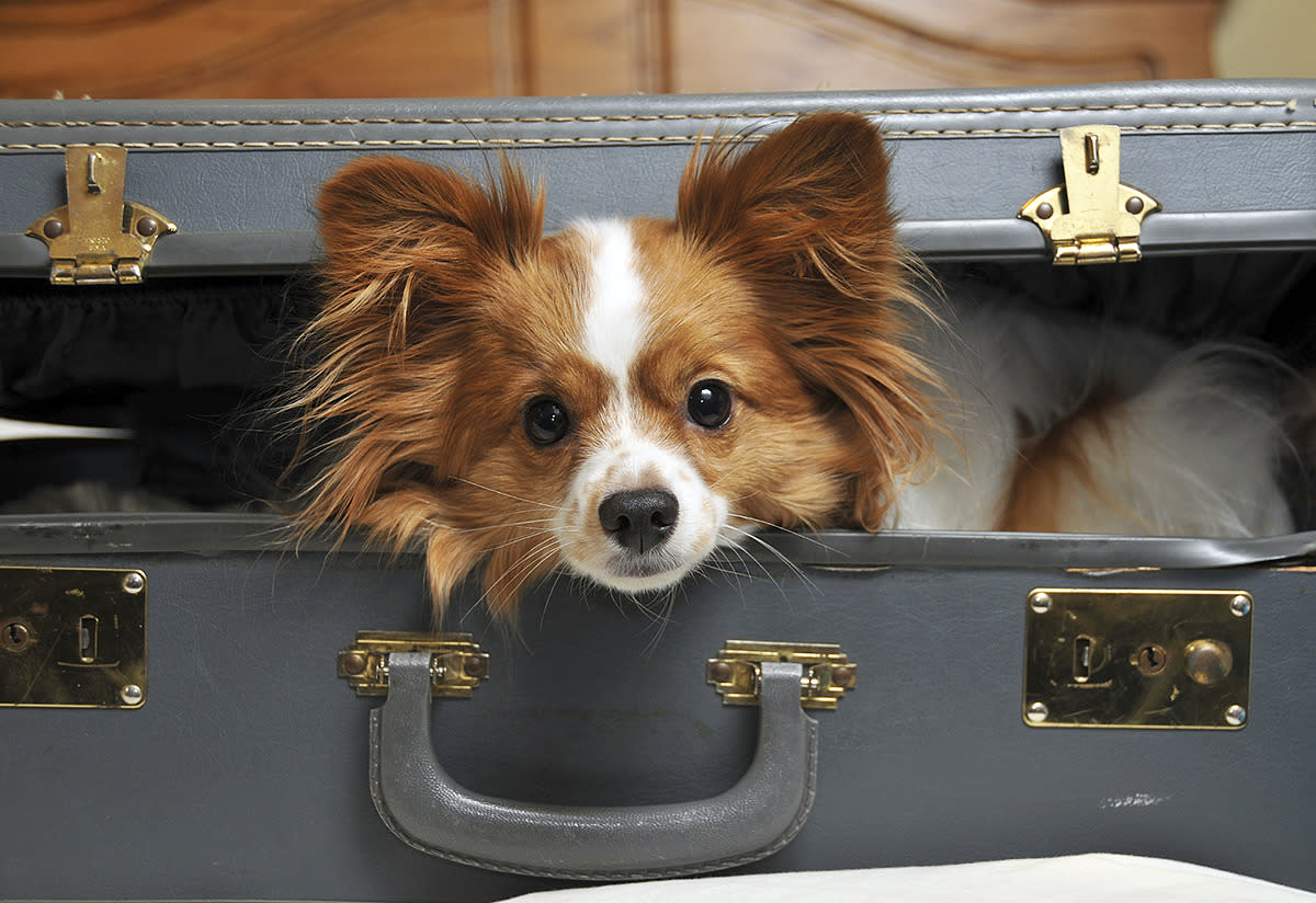 Хозяин, все самое ценное я уже собрал!