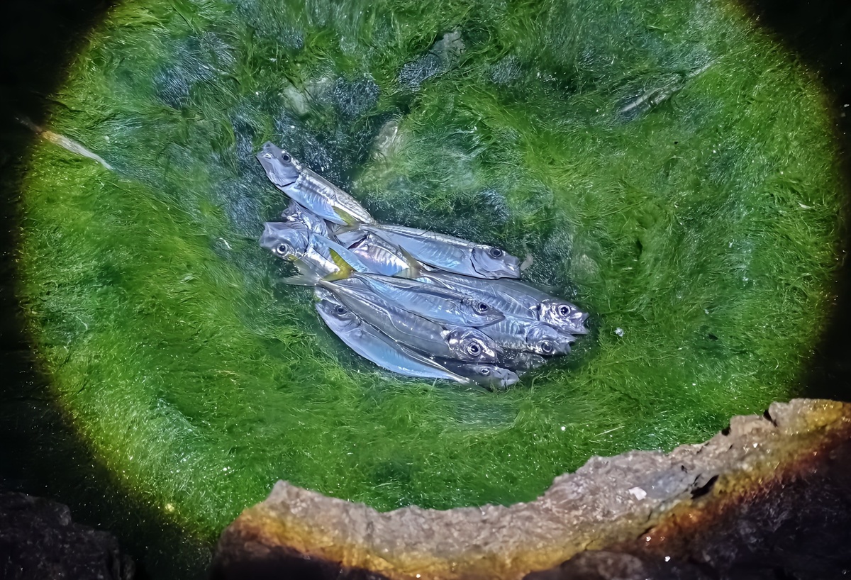 Одна из кучек Эдика