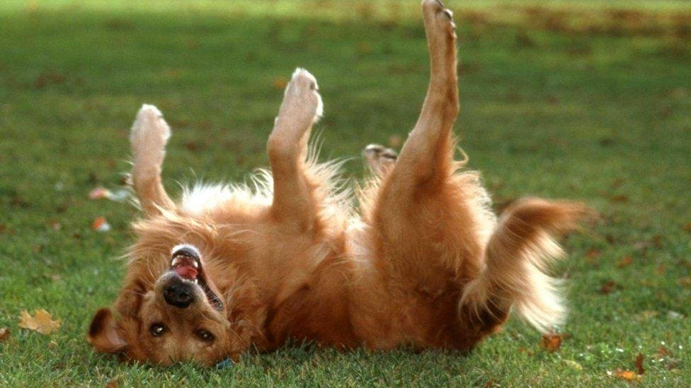 из интернета