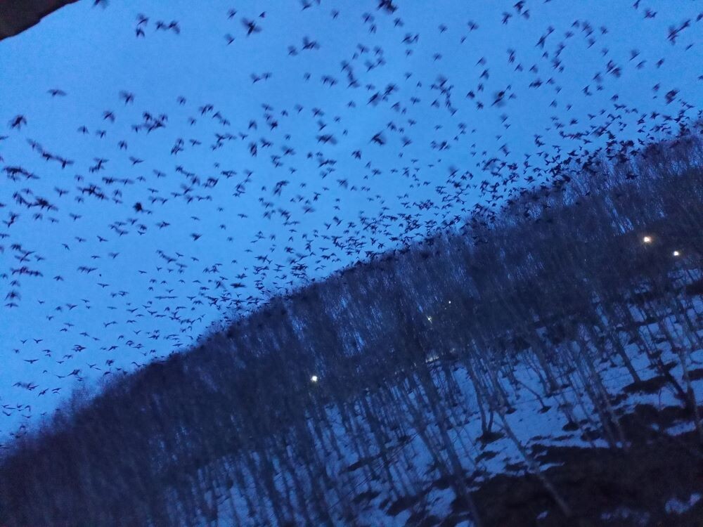 Массовый взлет черной нечисти.