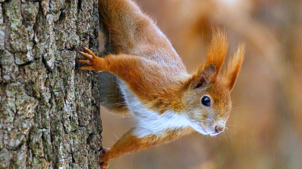 Красавица - белка 