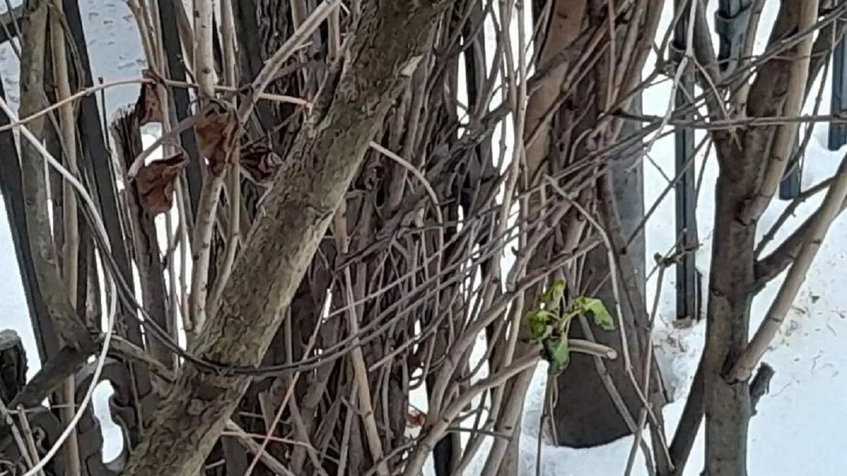     Источник: vk.com/«Злой ижевчанин»