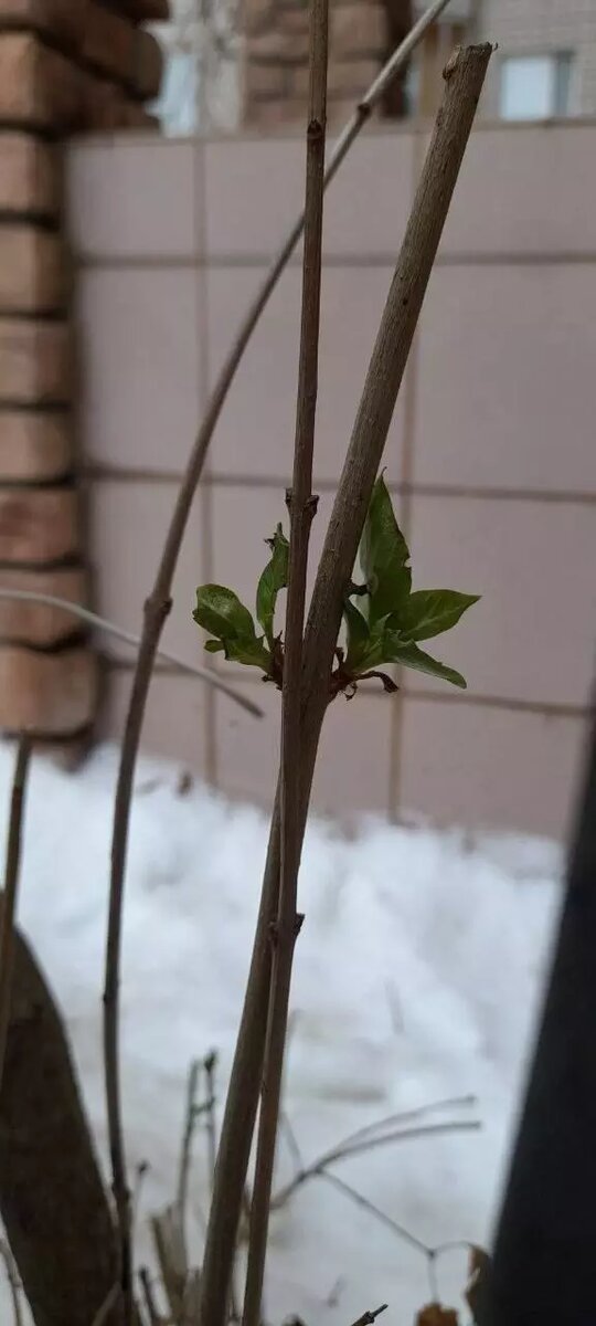     Источник: vk.com/«Злой ижевчанин»