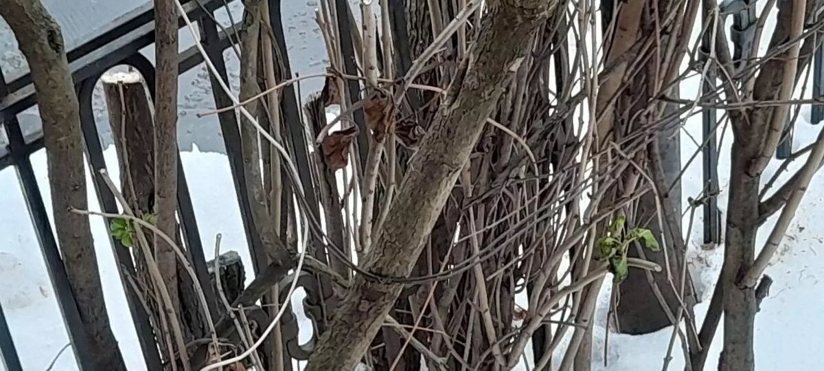     Источник: vk.com/«Злой ижевчанин»