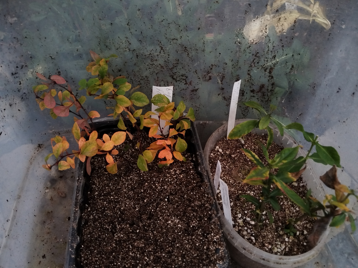 Зачеренкованные барбарисы и флоксы в октябре - вспомнил, достал, рассадил...