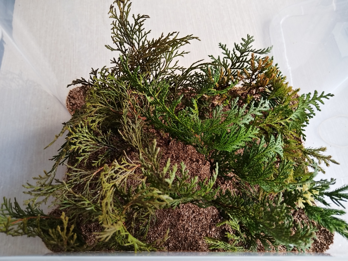 Черенковательный сезон 2025 открыт!!!