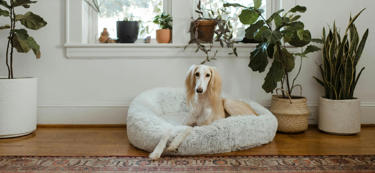 Источник: Chewy / Unsplash