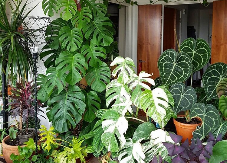 Редкие комнатные растения, привлекающие внимание в любом доме